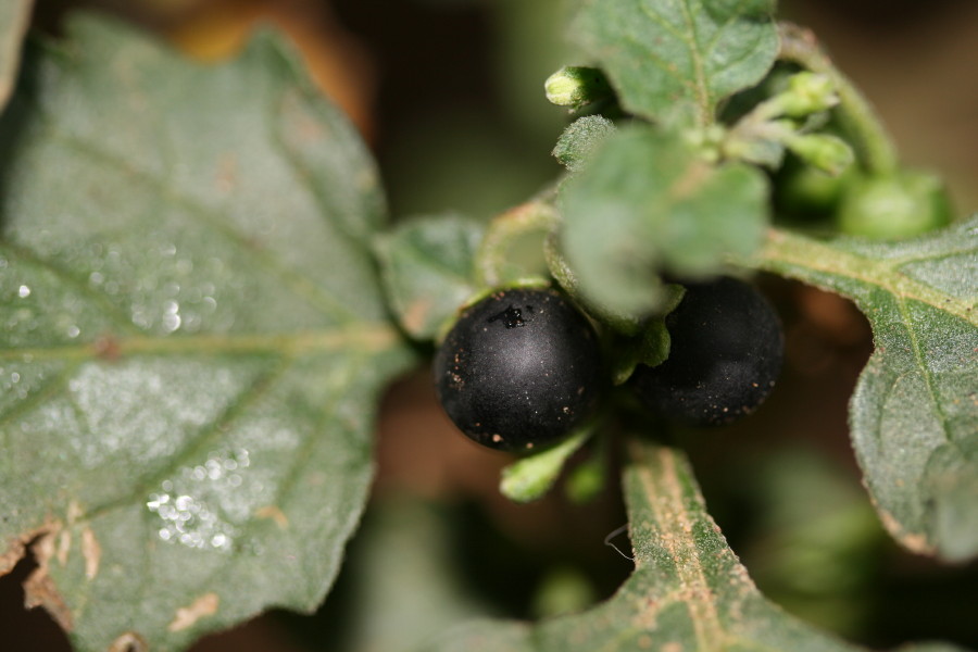 Solanum nigrum